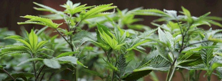 Region vil forske i medicinsk cannabis